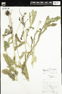 Papaver somniferum image