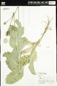 Papaver somniferum image