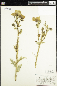 Image of Argemone polyanthemos