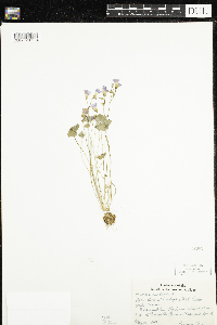 Oxalis violacea image