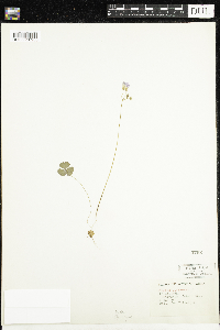 Oxalis violacea image