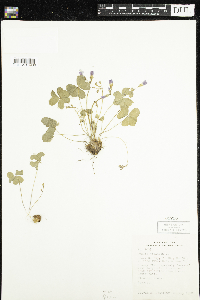 Oxalis violacea image