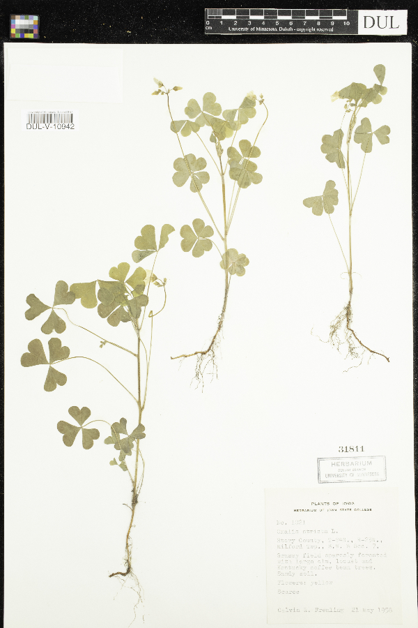 Oxalis stricta image