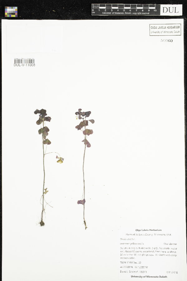 Oxalis stricta image