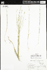 Image of Oenothera linifolia