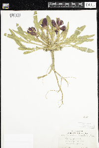Image of Oenothera cespitosa