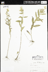 Image of Oenothera pilosella