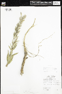 Oenothera villosa image