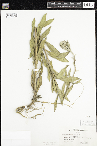 Oenothera villosa image