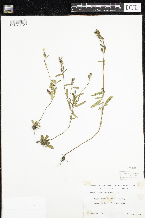 Oenothera image