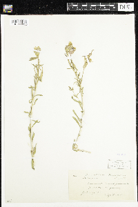 Oenothera nuttallii image