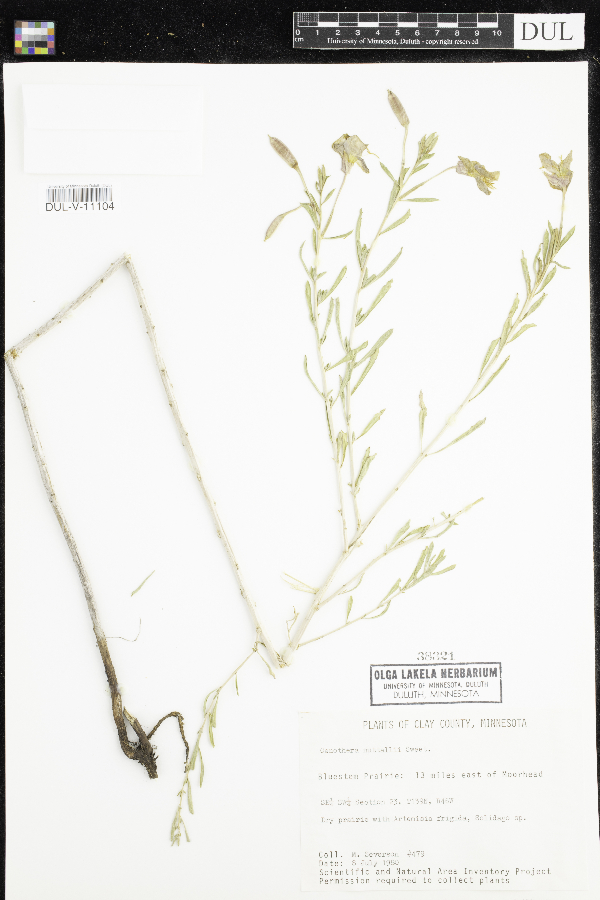 Oenothera nuttallii image