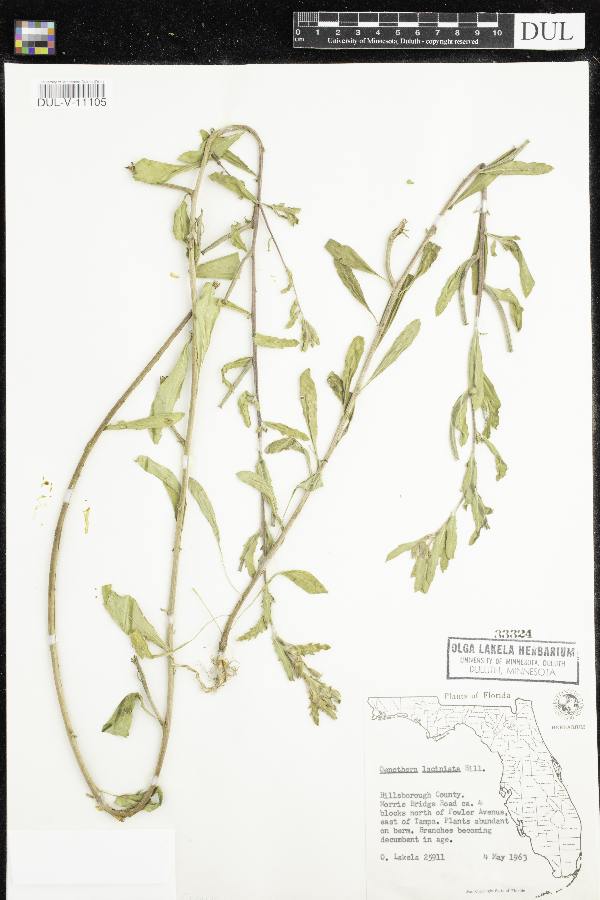 Oenothera laciniata image