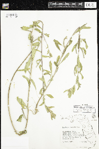Image of Oenothera laciniata