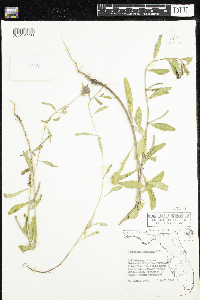 Oenothera laciniata image