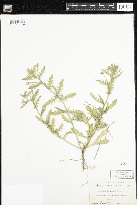 Oenothera laciniata image