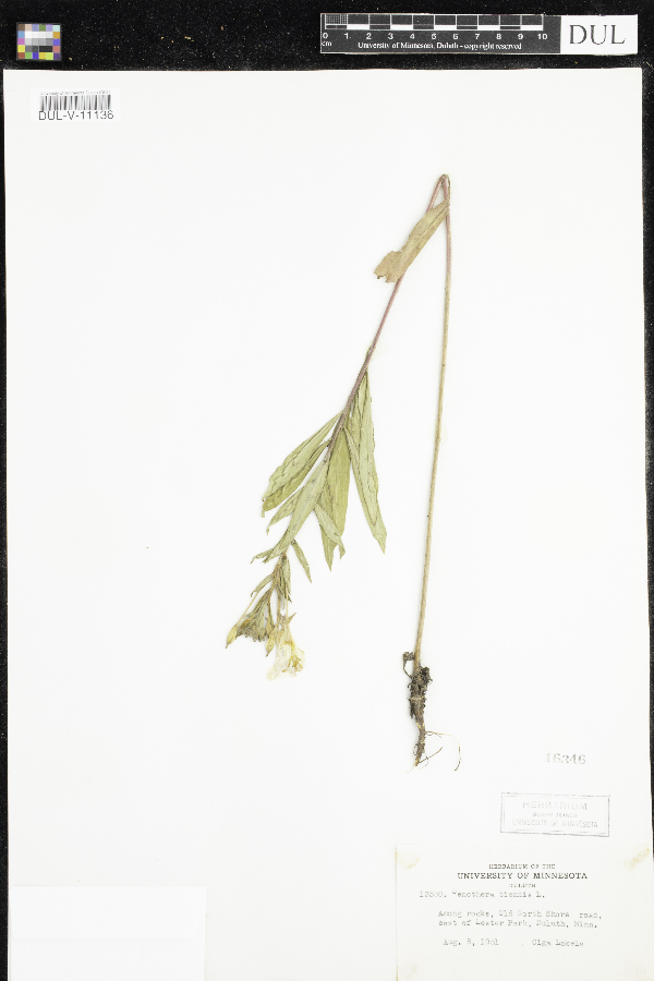 Oenothera biennis image