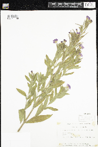 Epilobium hirsutum image