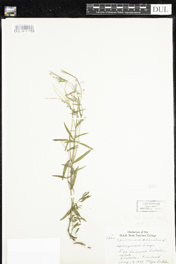 Epilobium tetragonum image