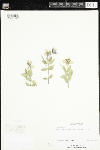 Chamaenerion latifolium image