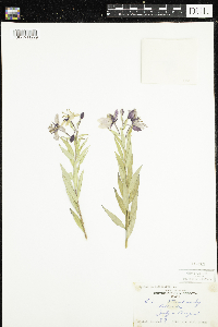 Chamaenerion latifolium image