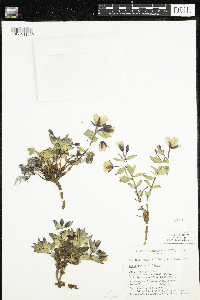 Chamaenerion latifolium image