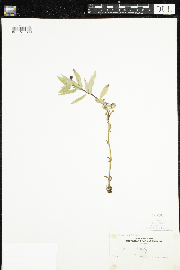 Chamaenerion latifolium image