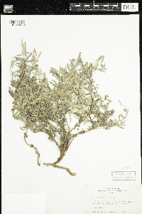 Chamaenerion latifolium image