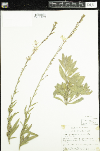Image of Oenothera lindheimeri