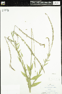 Image of Oenothera curtiflora