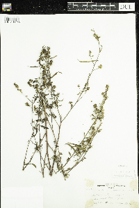 Image of Ludwigia sphaerocarpa