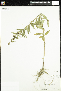 Image of Ludwigia alternifolia