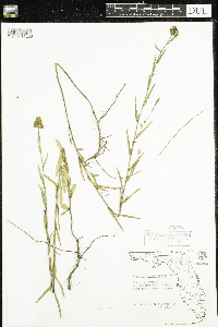 Image of Ludwigia suffruticosa