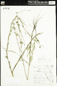 Image of Ludwigia maritima