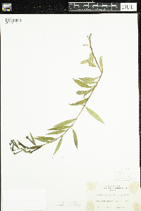 Image of Ludwigia leptocarpa