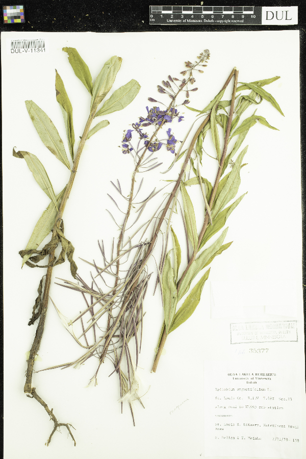 Chamaenerion angustifolium image