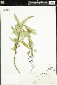 Chamaenerion angustifolium image