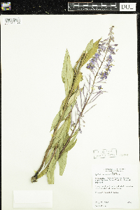 Chamaenerion angustifolium image