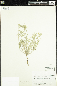 Camissonia pallida subsp. pallida image