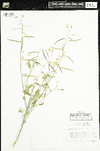 Image of Chylismia brevipes