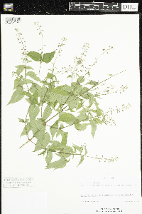 Circaea canadensis subsp. canadensis image