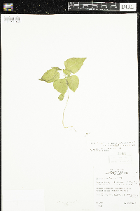 Image of Circaea x intermedia