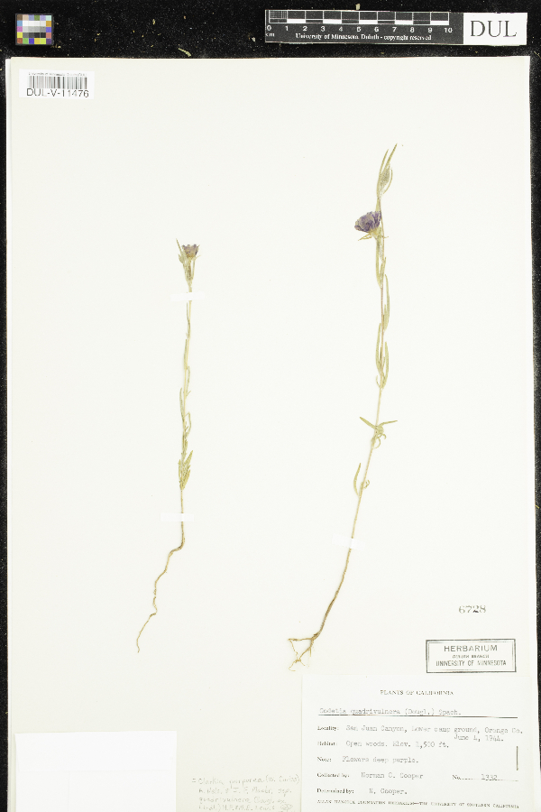 Clarkia purpurea subsp. quadrivulnera image