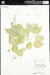 Circaea canadensis image