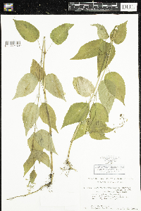 Image of Circaea canadensis