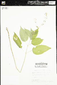 Circaea canadensis image