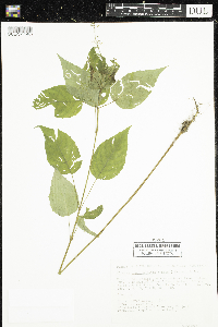 Circaea canadensis image