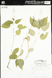 Circaea canadensis image