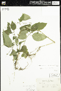 Circaea canadensis image