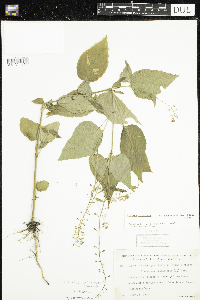 Circaea canadensis image